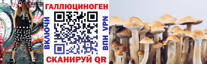 Купить  Кола  Галлюциногенные грибы Psilocybine cubensis 